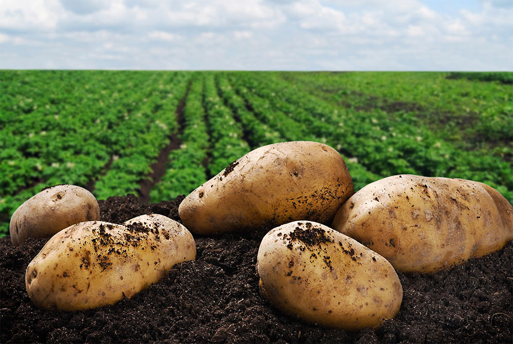 Hollandagriculture.com-potatoes