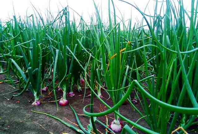 onion-farming-india